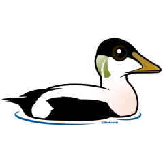 Common Eider
