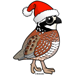 Santa Bobwhite