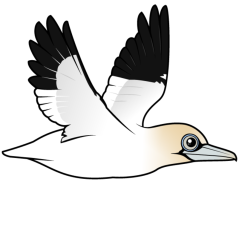 Flying Northern Gannet