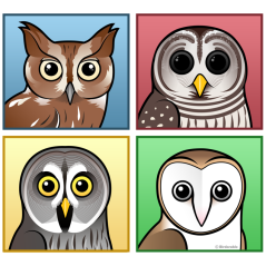 Four Color Owls (pastel)