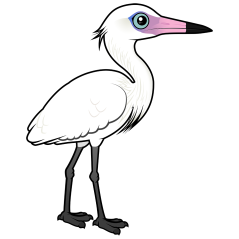 Reddish Egret (white morph)
