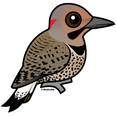 Northern Flicker (yellow-shafted)