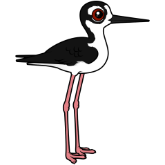 Black-necked Stilt