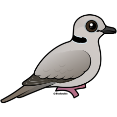 Ring-necked Dove