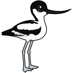 Pied Avocet