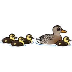 Mallard & four ducklings