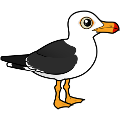 Pacific Gull