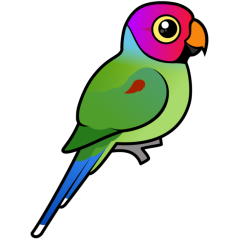 Plum-headed Parakeet male