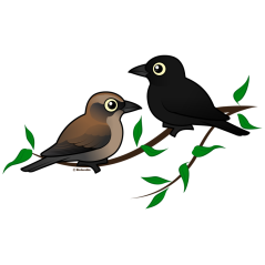 Rusty Blackbird Pair