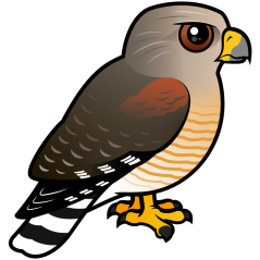 Red-shouldered Hawk