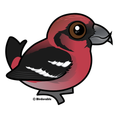 White-winged Crossbill