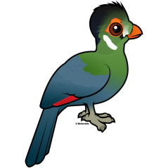 White-cheeked Turaco