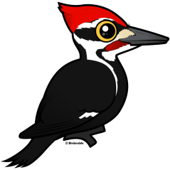 PIleated Woodpecker