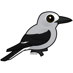 Clark's Nutcracker