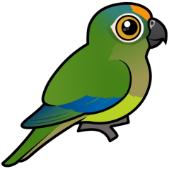 Birdorable Peach-fronted Parakeet