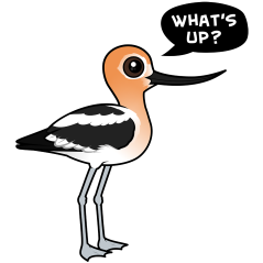 Avocet Asks: What's Up?