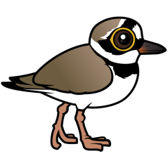 Little Ringed Plover