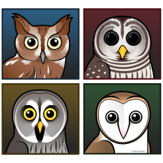 Four Color Owls (dark)