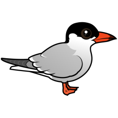 Common Tern