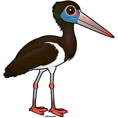 Abdim's Stork