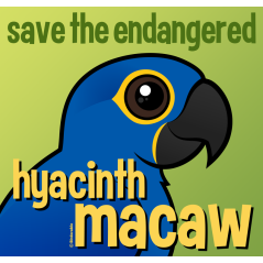 Save the Endangered Hyacinth Macaw