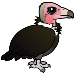 Hooded Vulture