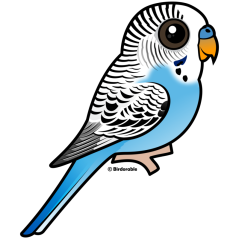 Cute Blue Budgie