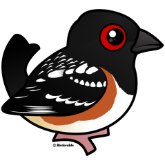 Spotted Towhee