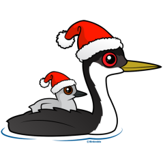 Christmas Western Grebe Santa