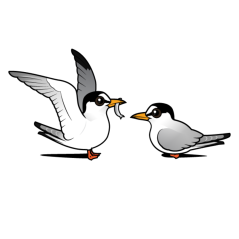 Least Tern Love