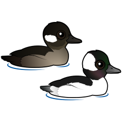Bufflehead Pair