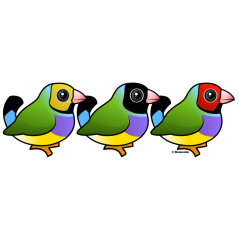 Three Gouldian Finches