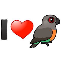 I Love Red-bellied Parrots