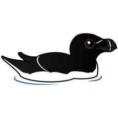Swimming Razorbill, breeding