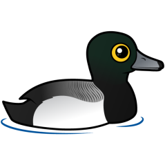 Greater Scaup