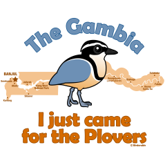 I Just Came for the Plovers