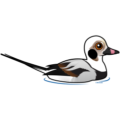 Long-tailed Duck