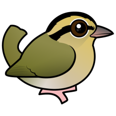 Worm-eating Warbler