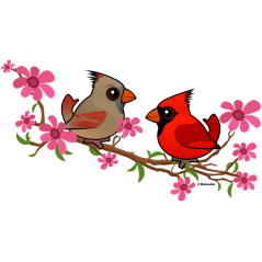 Northern Cardinals on Blossom Branch