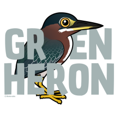 Jumbo Green Heron
