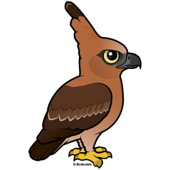 Juvenile Javan Hawk-Eagle