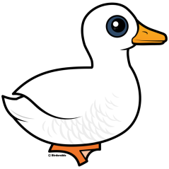 Pekin Duck