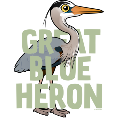 Jumbo Great Blue Heron