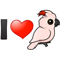I Love Moluccan Cockatoos