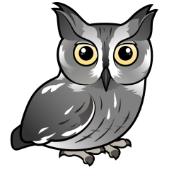 Western Screech Owl