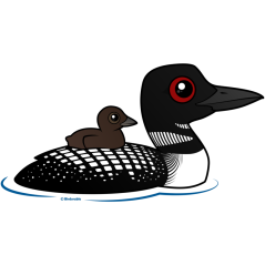 Loon with chick