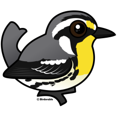 Yellow-throated Warbler