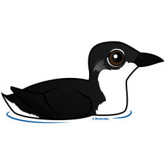 Scripp's Murrelet