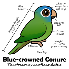 Blue-crowned Conure Statistics