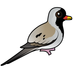 Namaqua Dove